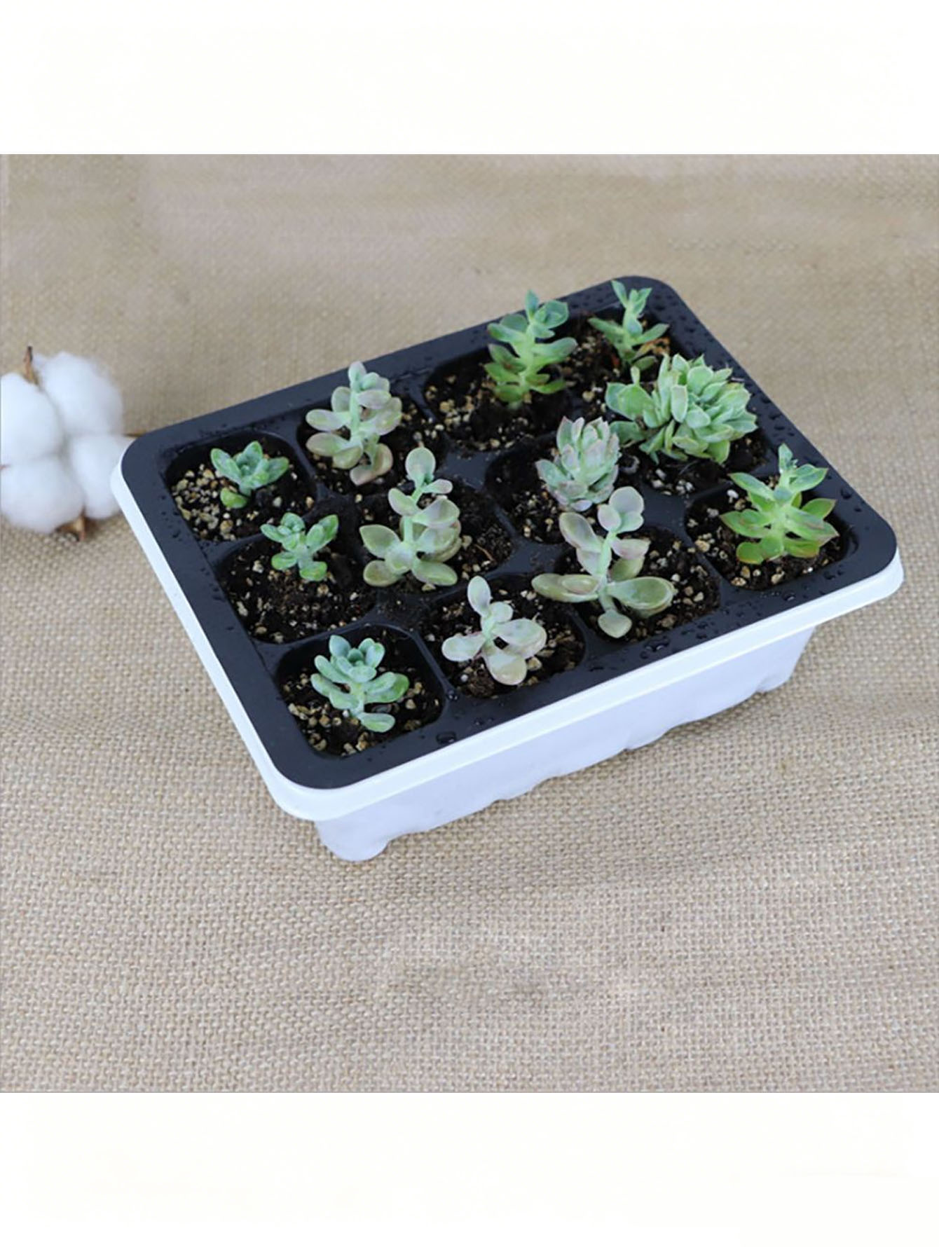 1/2 szt. Taca na sadzonki z 6/ – Seed Starter Tray recenzja i cena